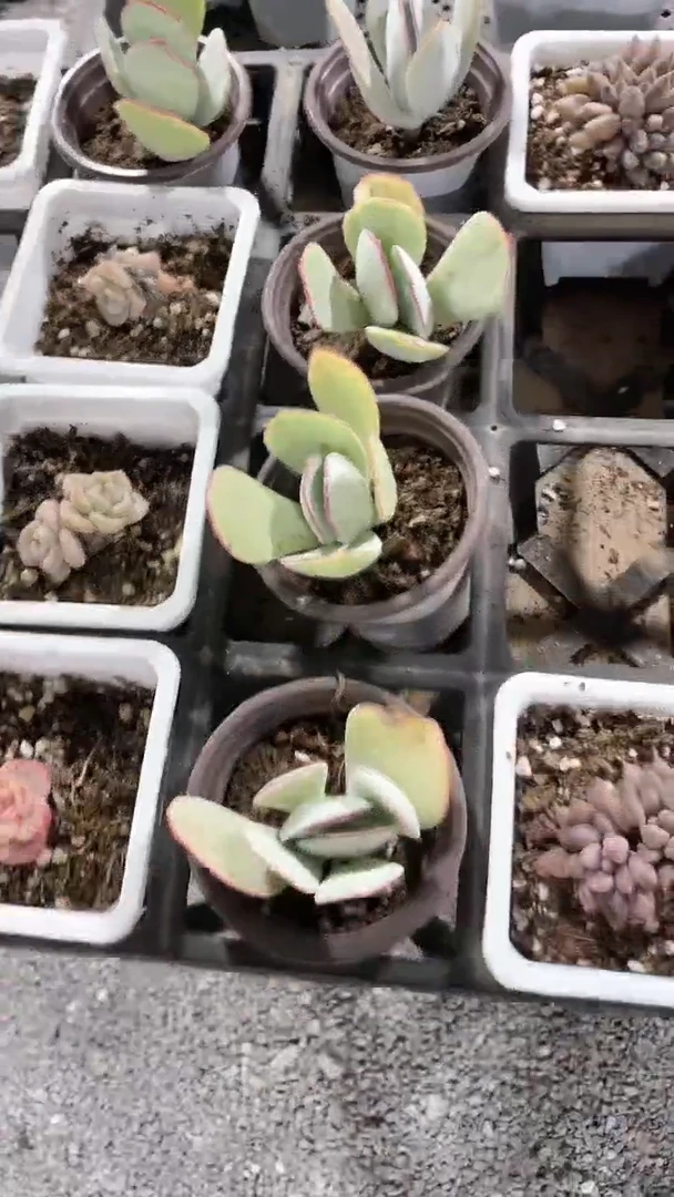 【闪购商品】90盆白眉多肉