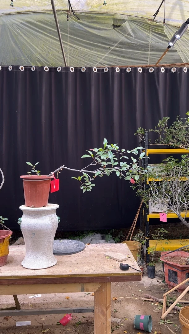 无花朵强海岛春花