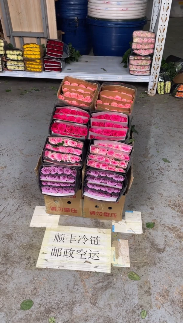 紫霞20枝+洛神20枝+佛洛依德20枝+戴安娜20枝