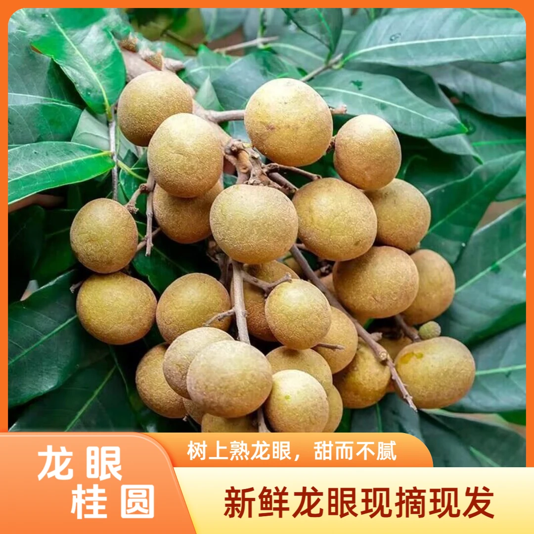 【顺丰包邮】福建龙眼桂圆清甜多汁肉厚饱满古山新鲜当季水果水南