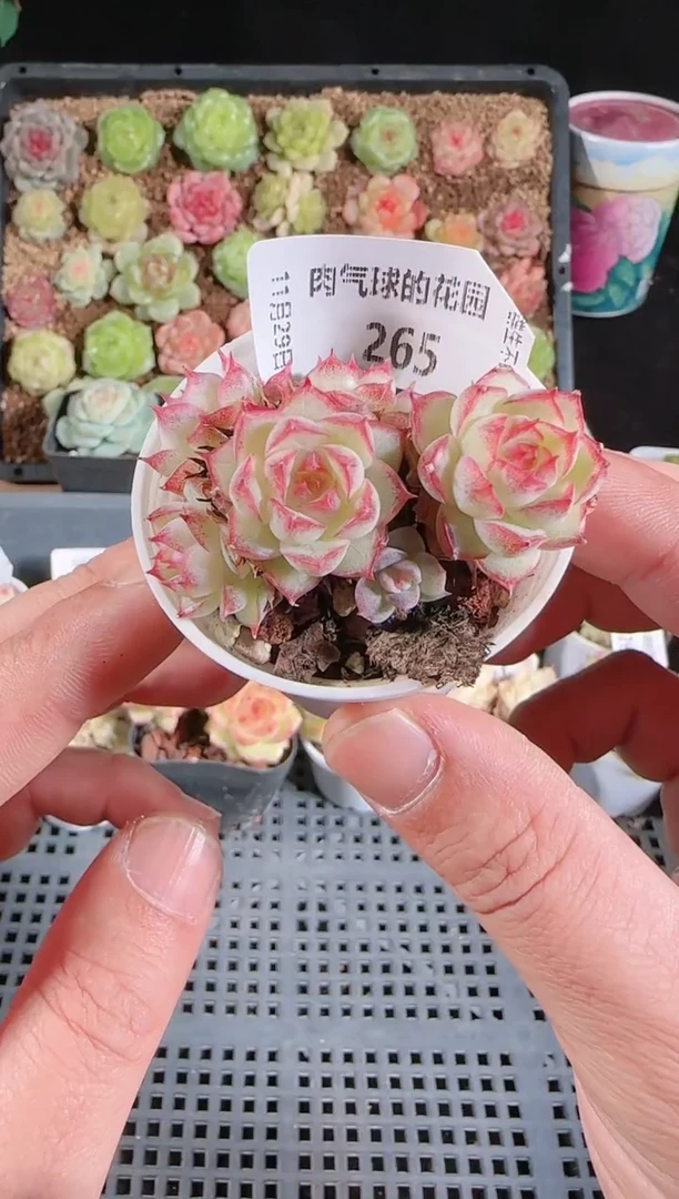 多肉1129-265群生不包整