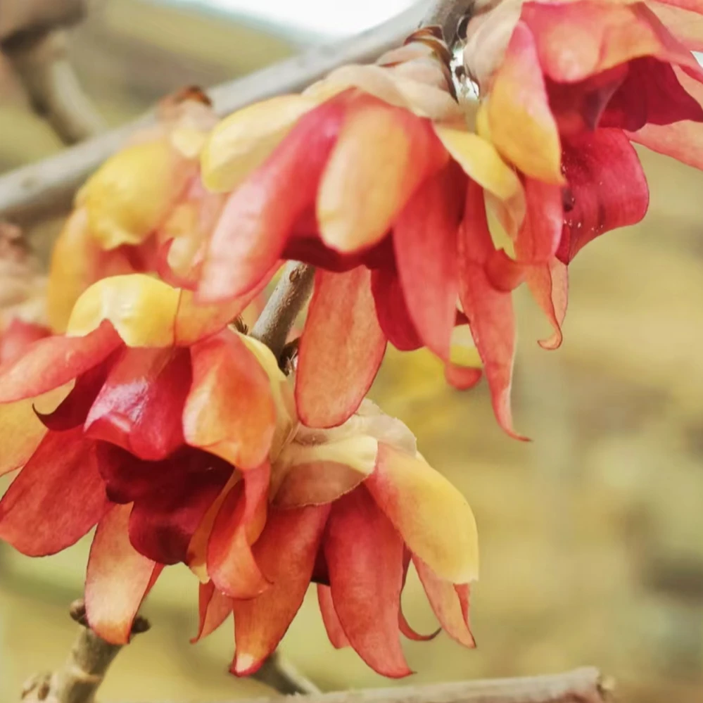 蜡梅鲜花鄢陵品种腊梅腊梅花红蜡梅檀香蜡梅金葵蜡梅红色花卉