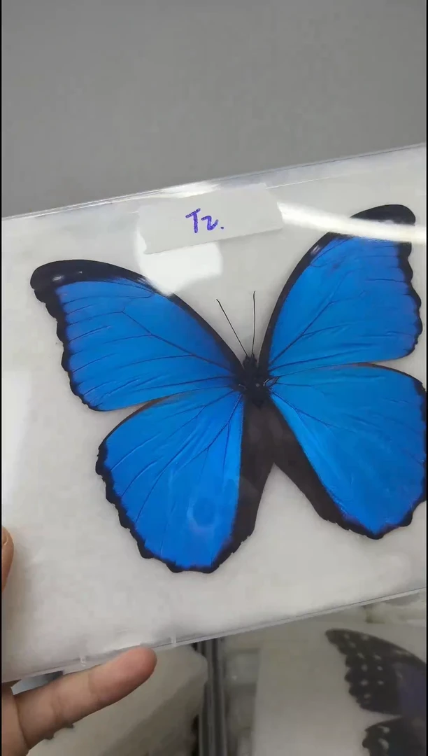 展翅品一图一物编号T2