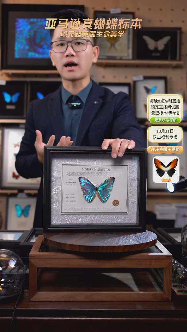 黎明闪蝶标本摆件绢布款G35