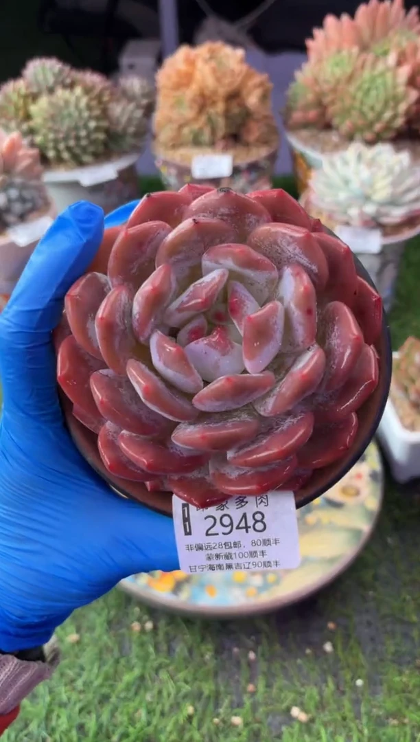 昆明印象多肉2948