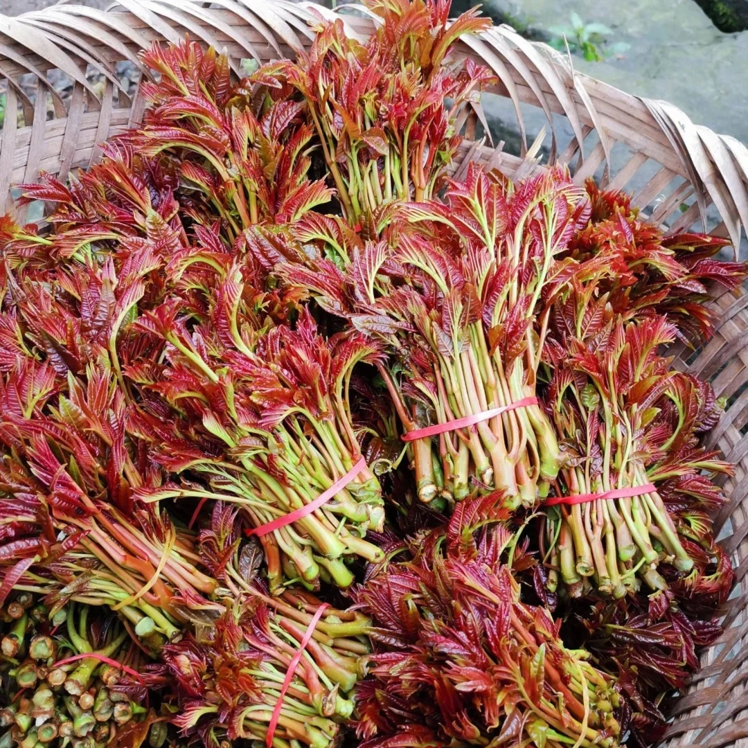 香椿  200 g /份  新鲜
