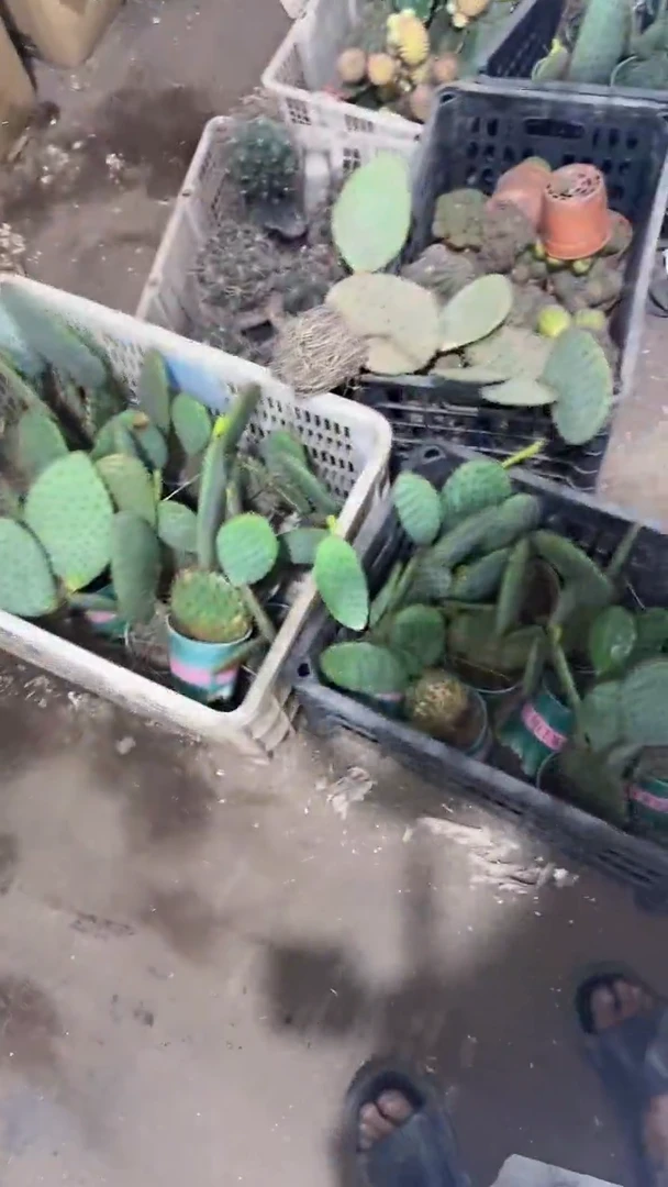 圣丽塔【带根】2个叶片起发