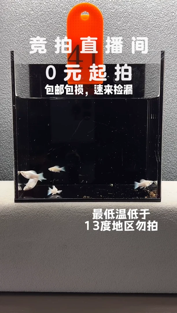 孔雀鱼瓷白玛丽苗子5只编号41