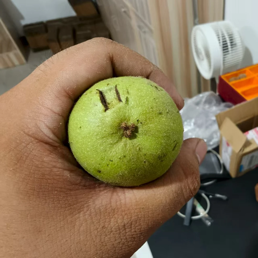 青皮下树盘山三棱尺寸随机一单10-15果