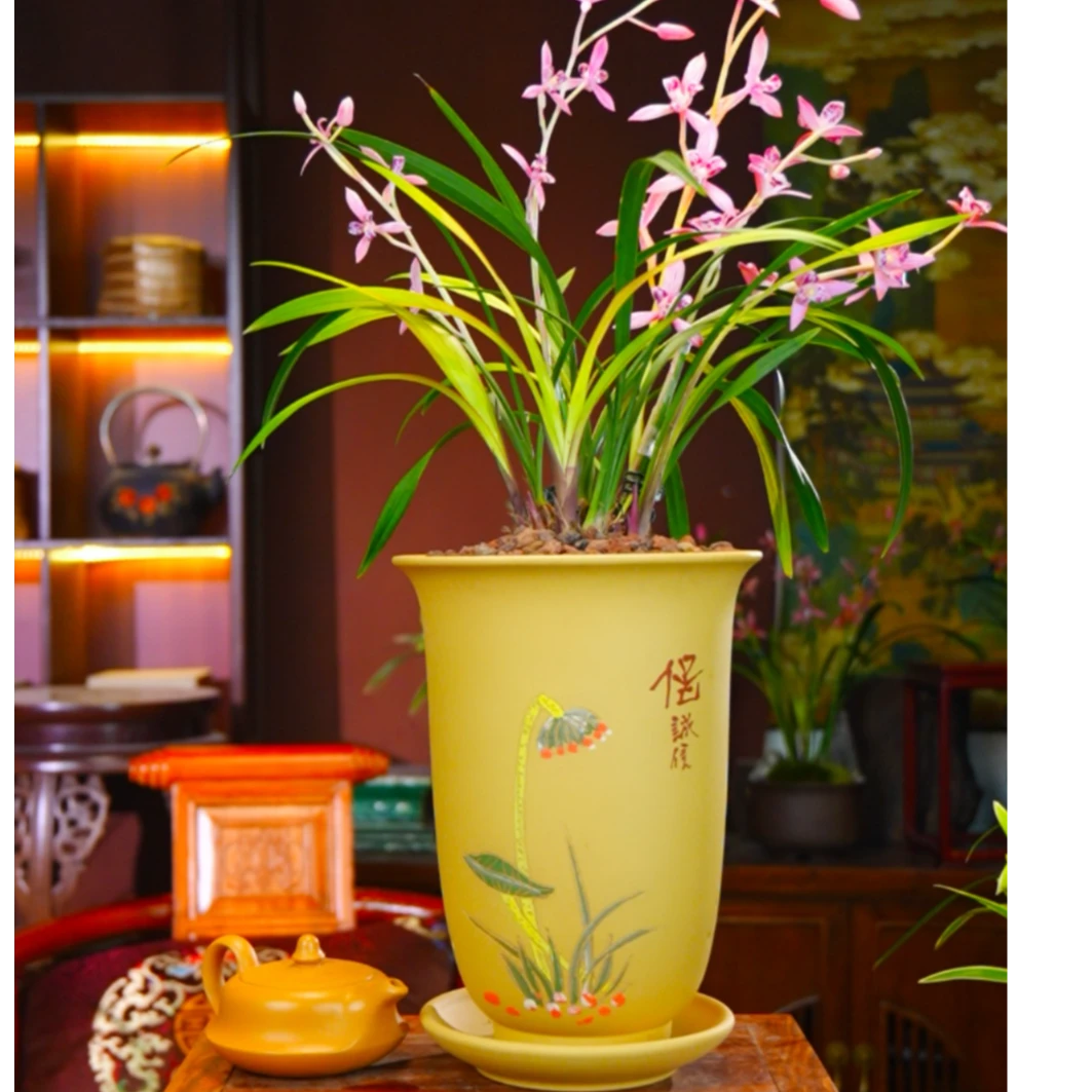 建兰[红三娘]八大红花铭品老种叶艺草兰草盆栽兰花