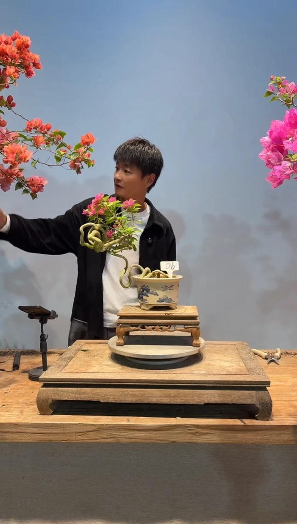 全部花朵河****利三角梅6