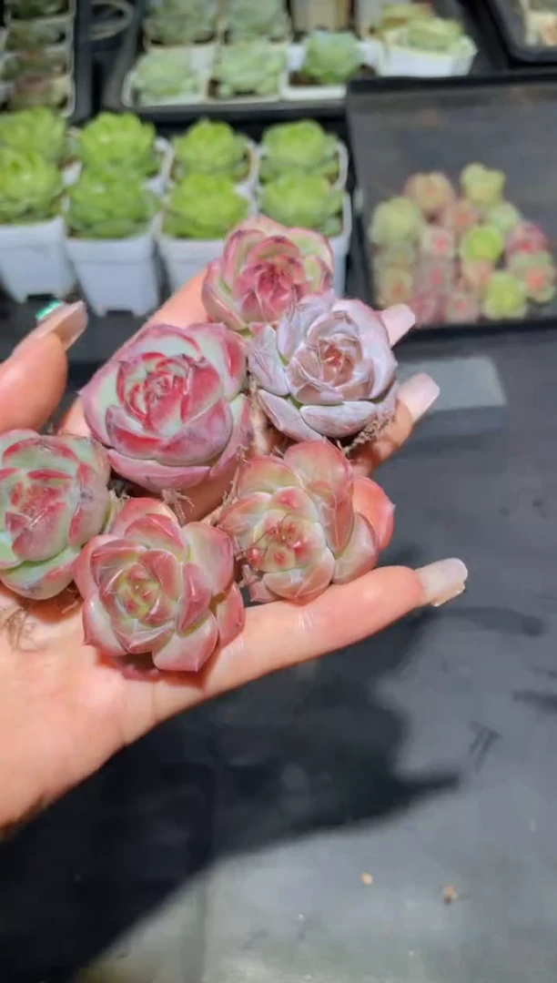 068夜王量拍随机发一颗