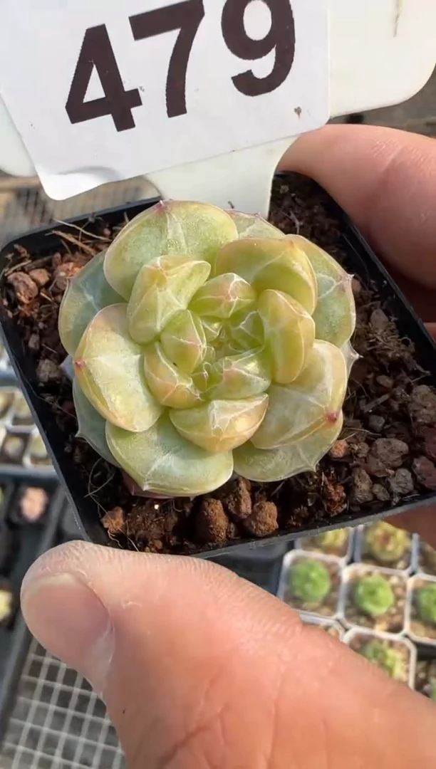 多肉植物一物一拍0511—479