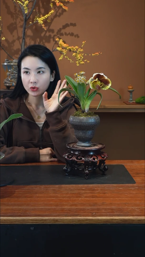 全部花朵红肉饼黑陶葫芦盆景盆景盆景