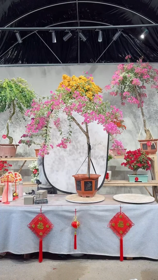 【闪购商品】盆景小斑叶丽人