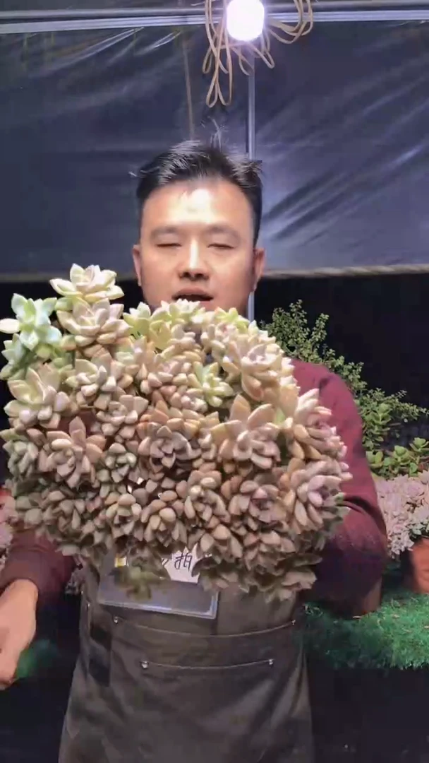 288淡雪缀化一物一拍