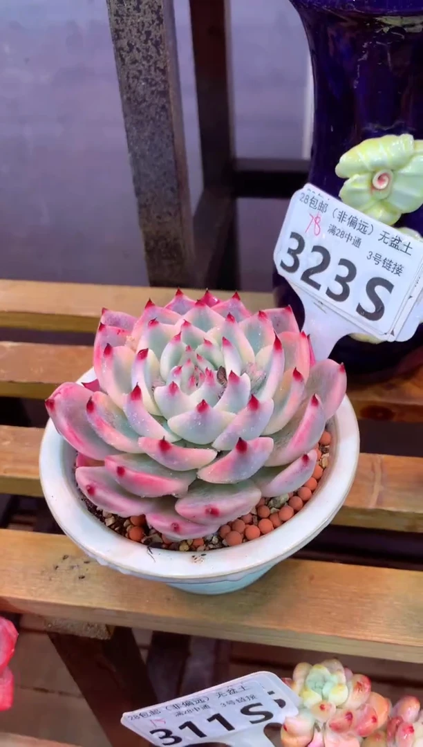 323S（一物一拍，精品多肉，所见即所得 ）