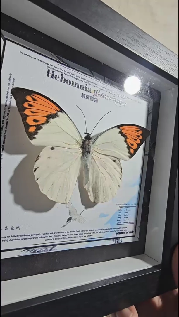 鹤顶粉蝶xu新款相框