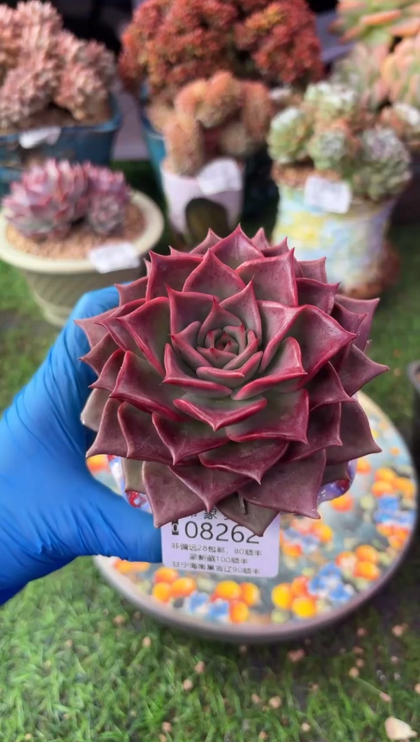 昆明印象多肉08262