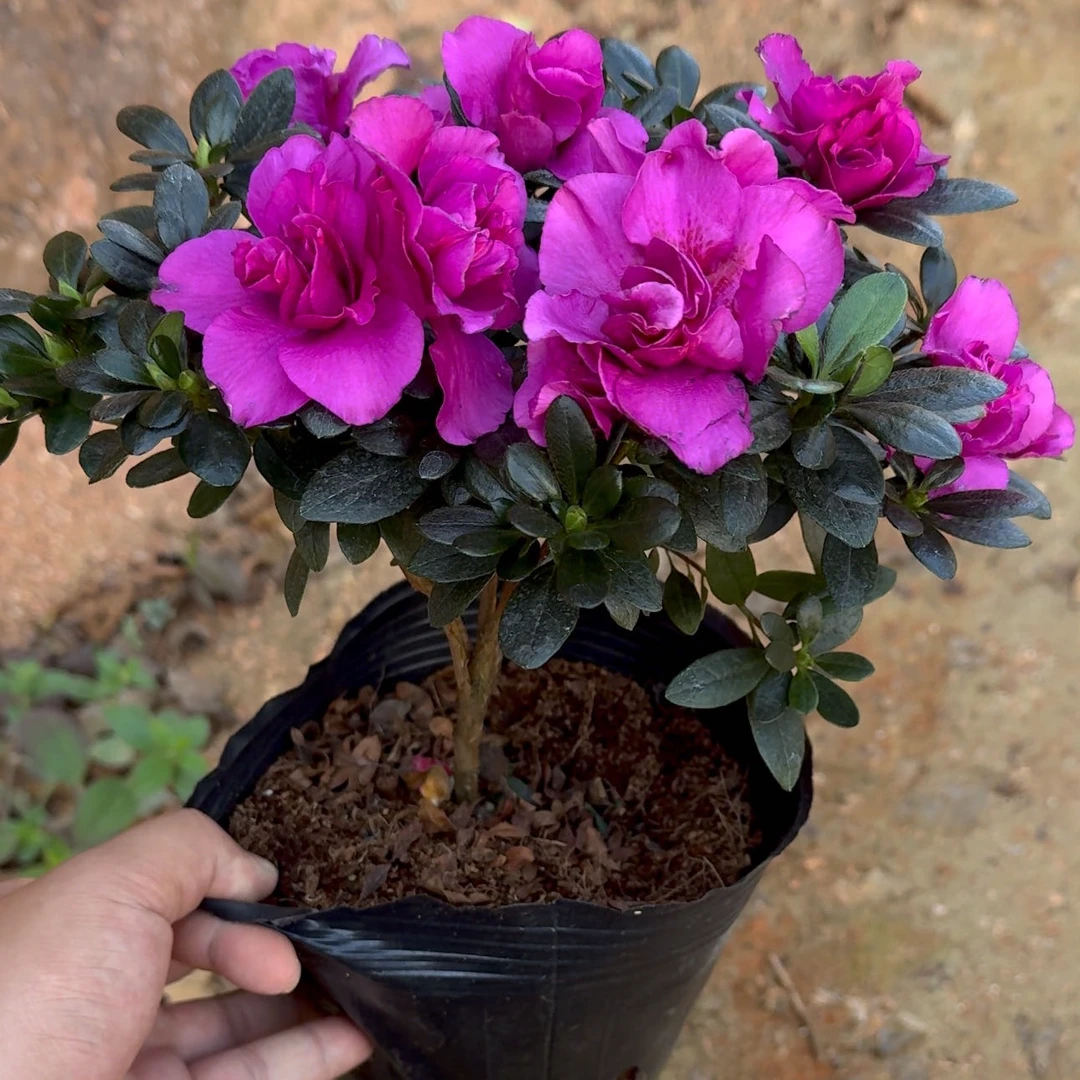 紫色杜鹃花 4年苗 带花苞发货