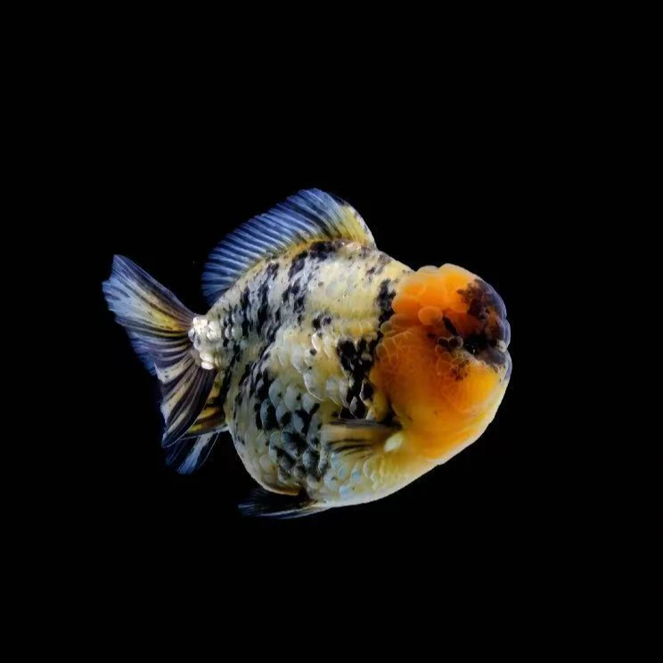 泰狮兰寿玛丽冷水观赏鱼珍珠