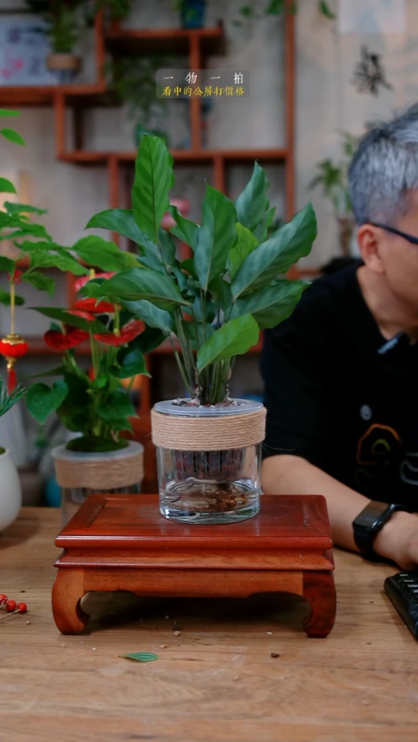 不开花植物尧*娃竹芋010