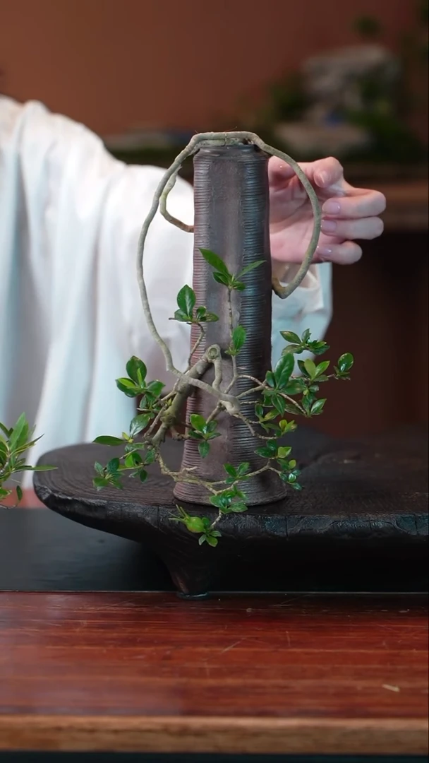 无花朵栀子花盆景盆景盆景