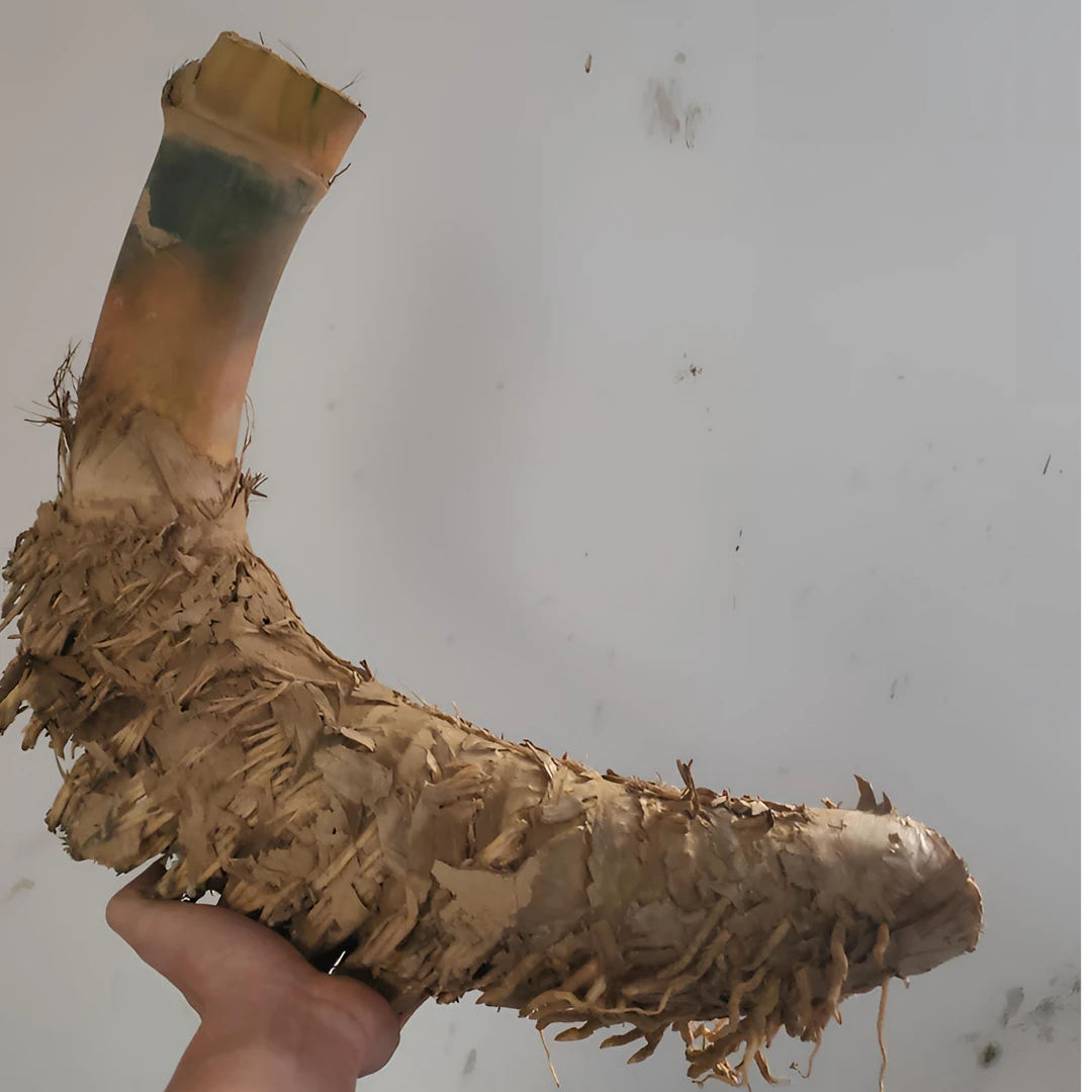 小叶簕竹生桩盆栽室内外绿植四季常青易养，广东产地新鲜好种