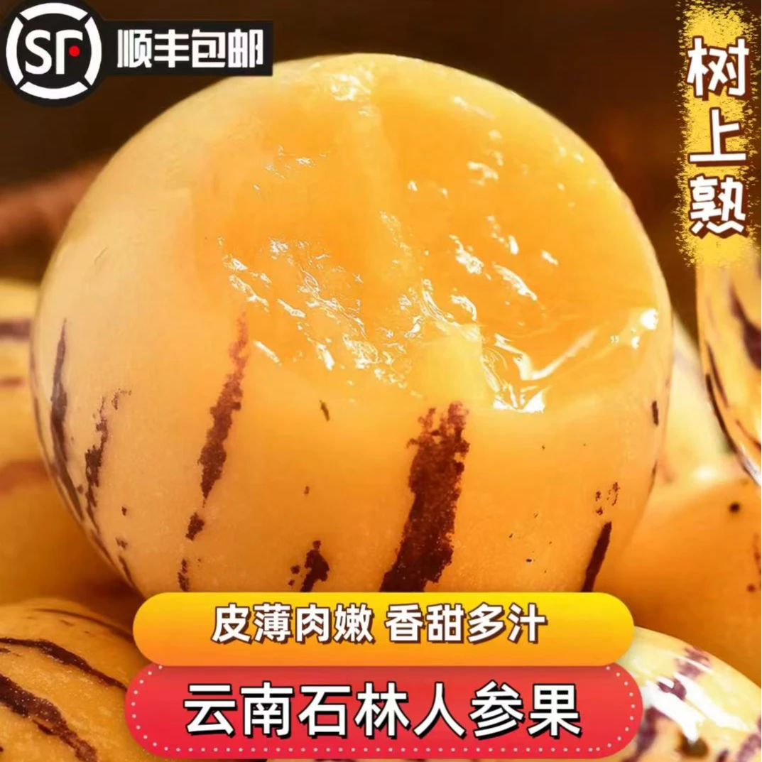 【顺丰包邮】云南石林人参果清甜多汁果香浓郁树上熟新鲜现采圆果
