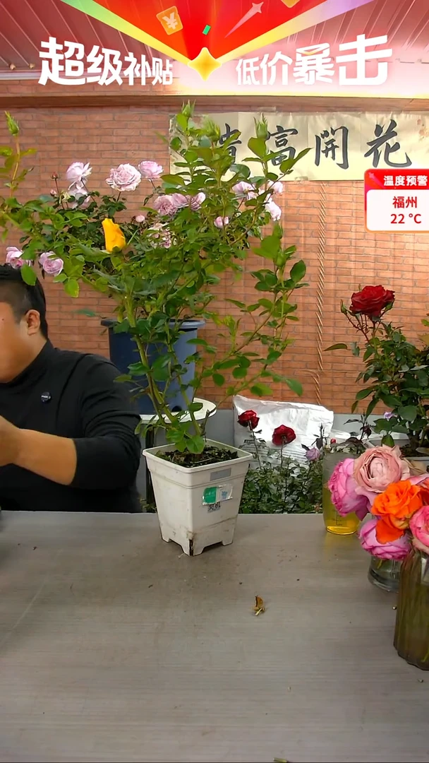 当前无花朵，栽培后可花朵契机