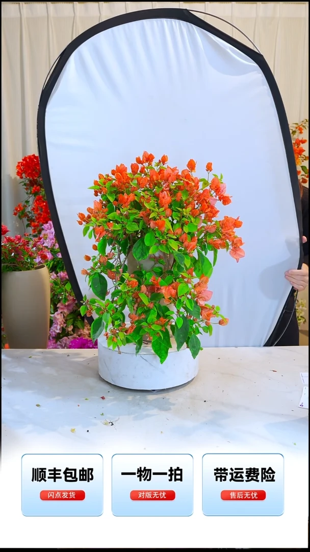 大部分开放少量花苞阿努娜