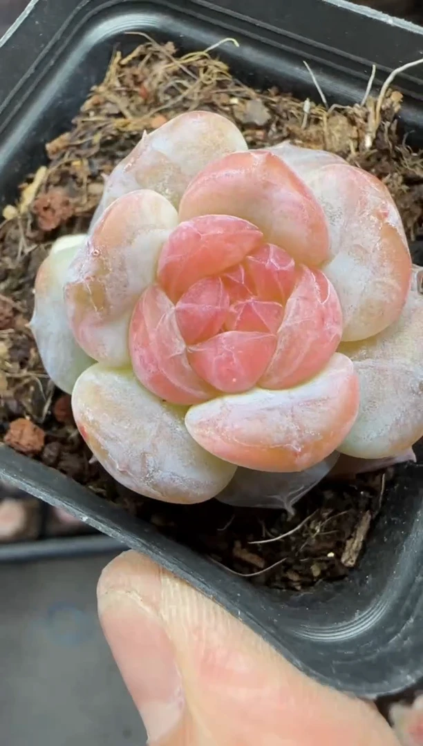 【闪购商品】一物一拍0211—414