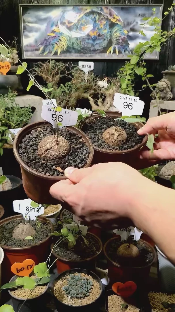 96号1119福利南非龟甲龙买一送一