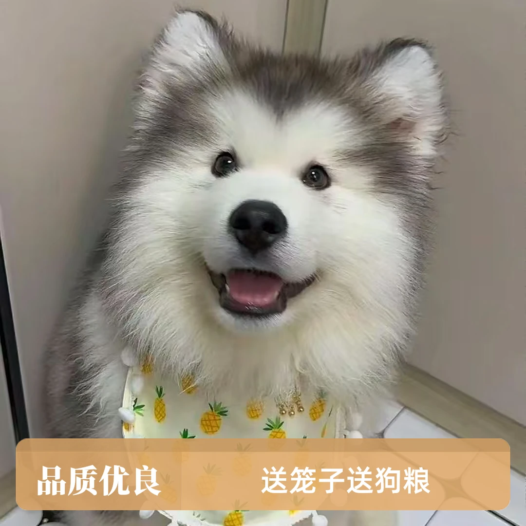 宠萌贝2店精品狗狗全款平台下单