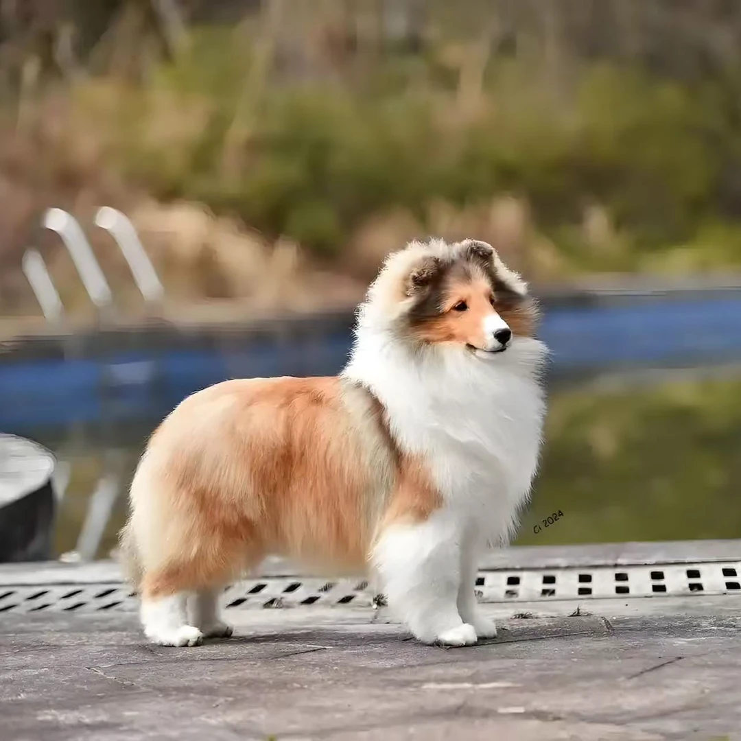 （川平 繁驯基地)T狗狗活体