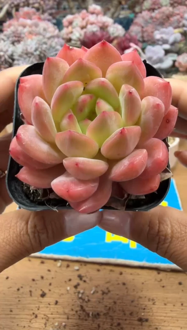 东云多肉园二店-233