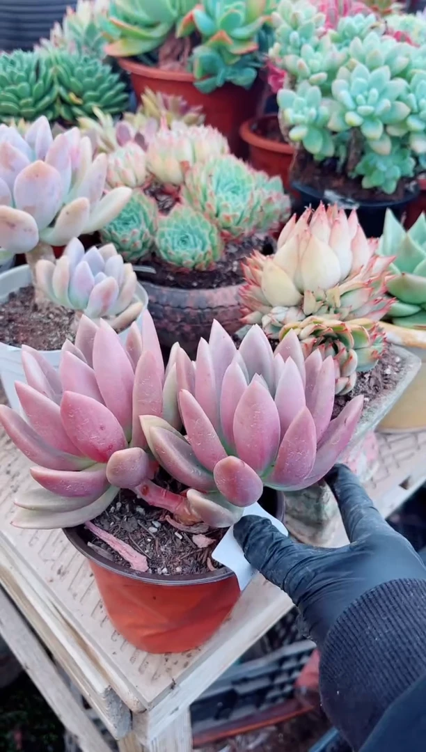 小****?多肉植物一物一拍26170