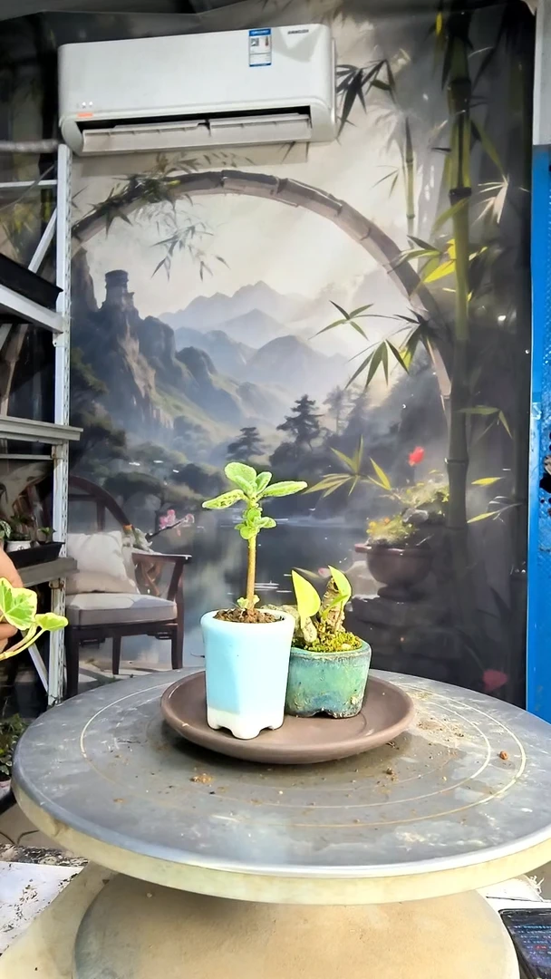 少****忌中青园艺一物一拍花89