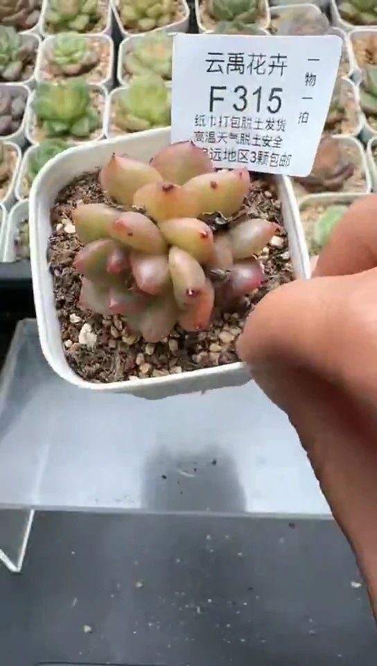 315F云禹多肉植物 默认脱土纸巾打包 3颗包邮