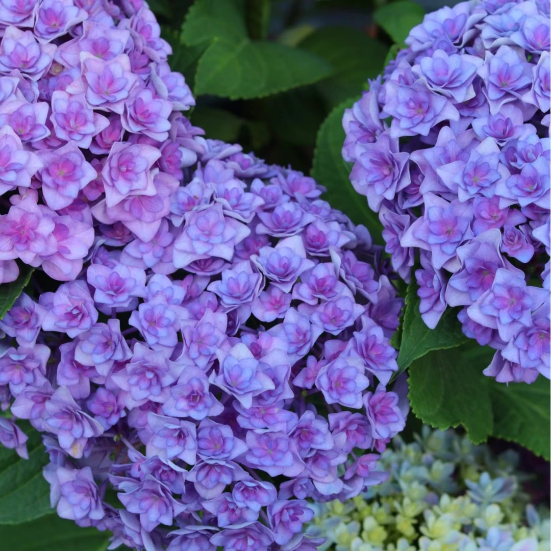 太阳神殿1加仑绣球花基地直发耐晒耐高温阳台室内