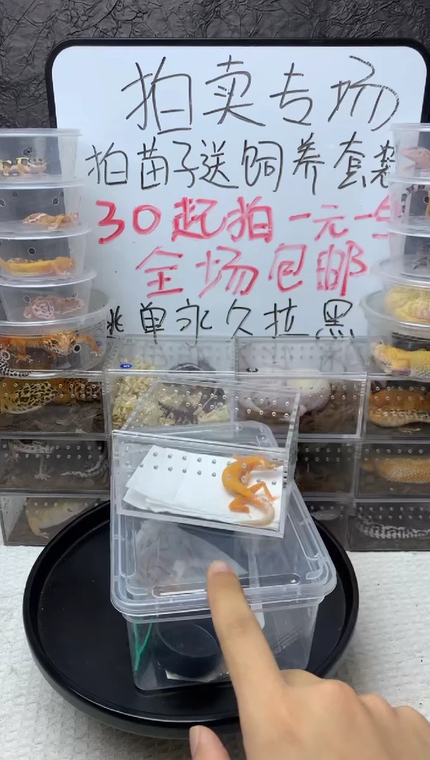 豹纹守宫橘化无纹暴龙