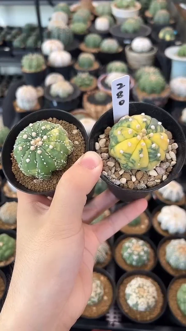 实生根两颗编码280