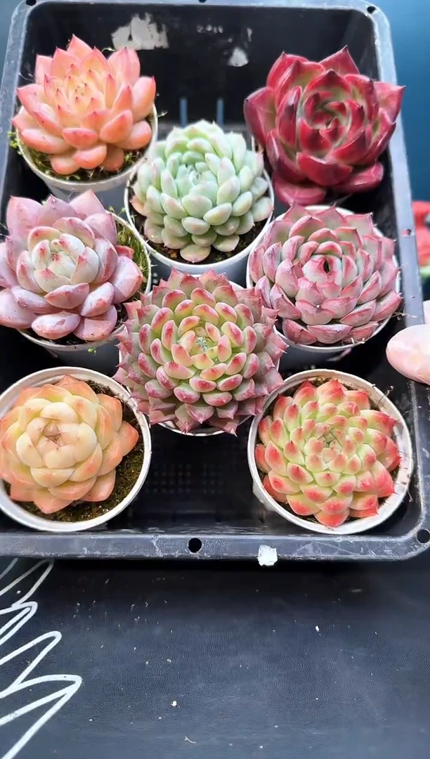 3 156   多肉  8 颗