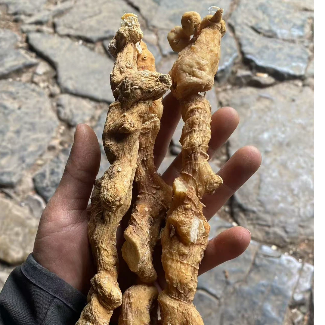 云南深山好物-老虎姜