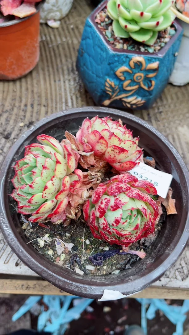 【闪购商品】03218