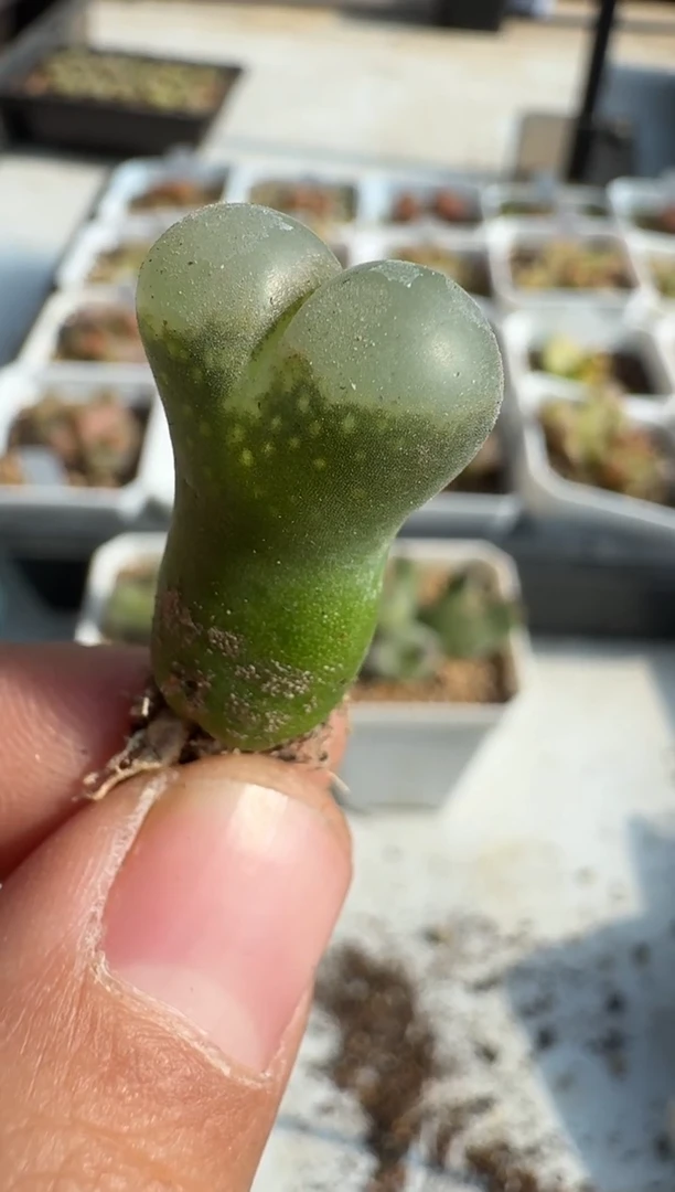 【闪购商品】8--16