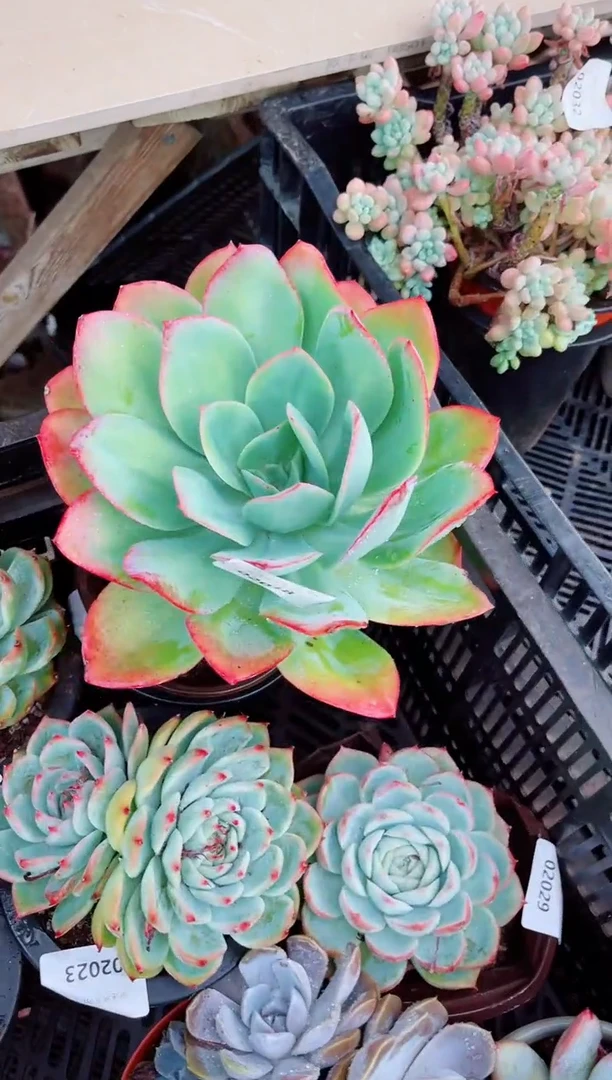 ?**࿐02018多肉植物一物一拍