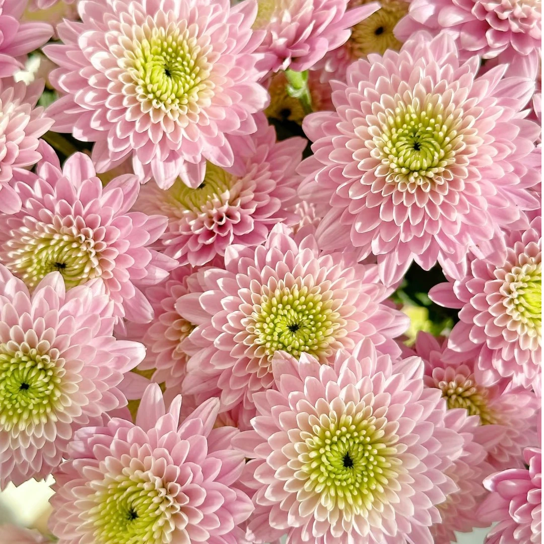 【卡明粉】小雏菊10枝 不支持已发货退款