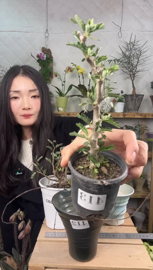 无花朵沙漠苏木育苗盆413