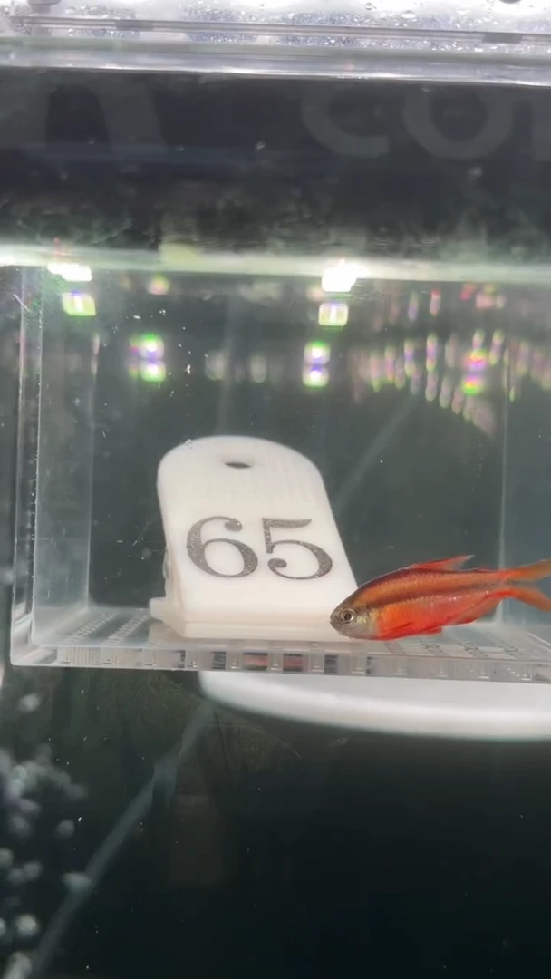 灯科鱼【65】超级红魔鬼